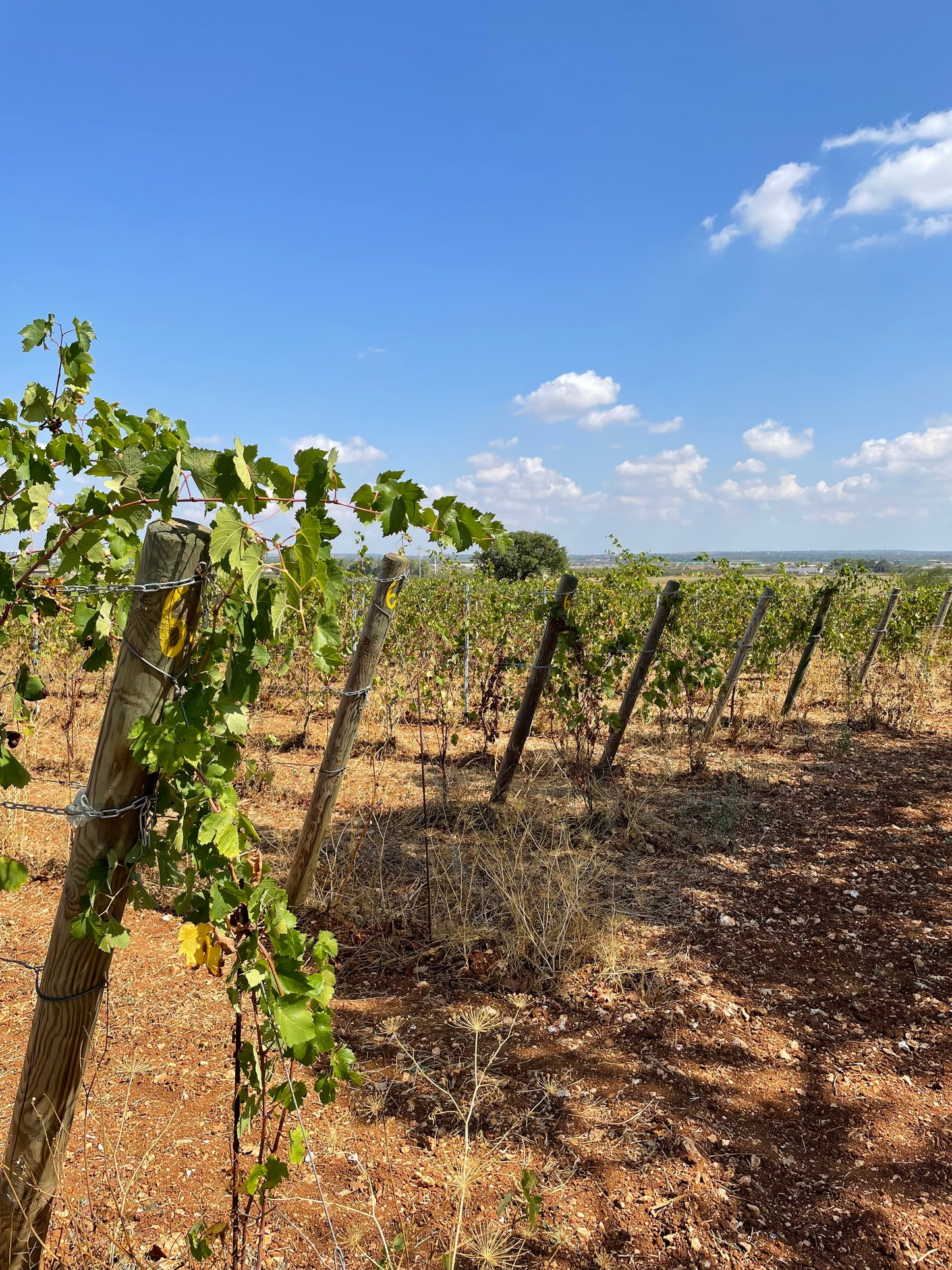 プーリア州、ブドウ畑、プリミティーヴォ