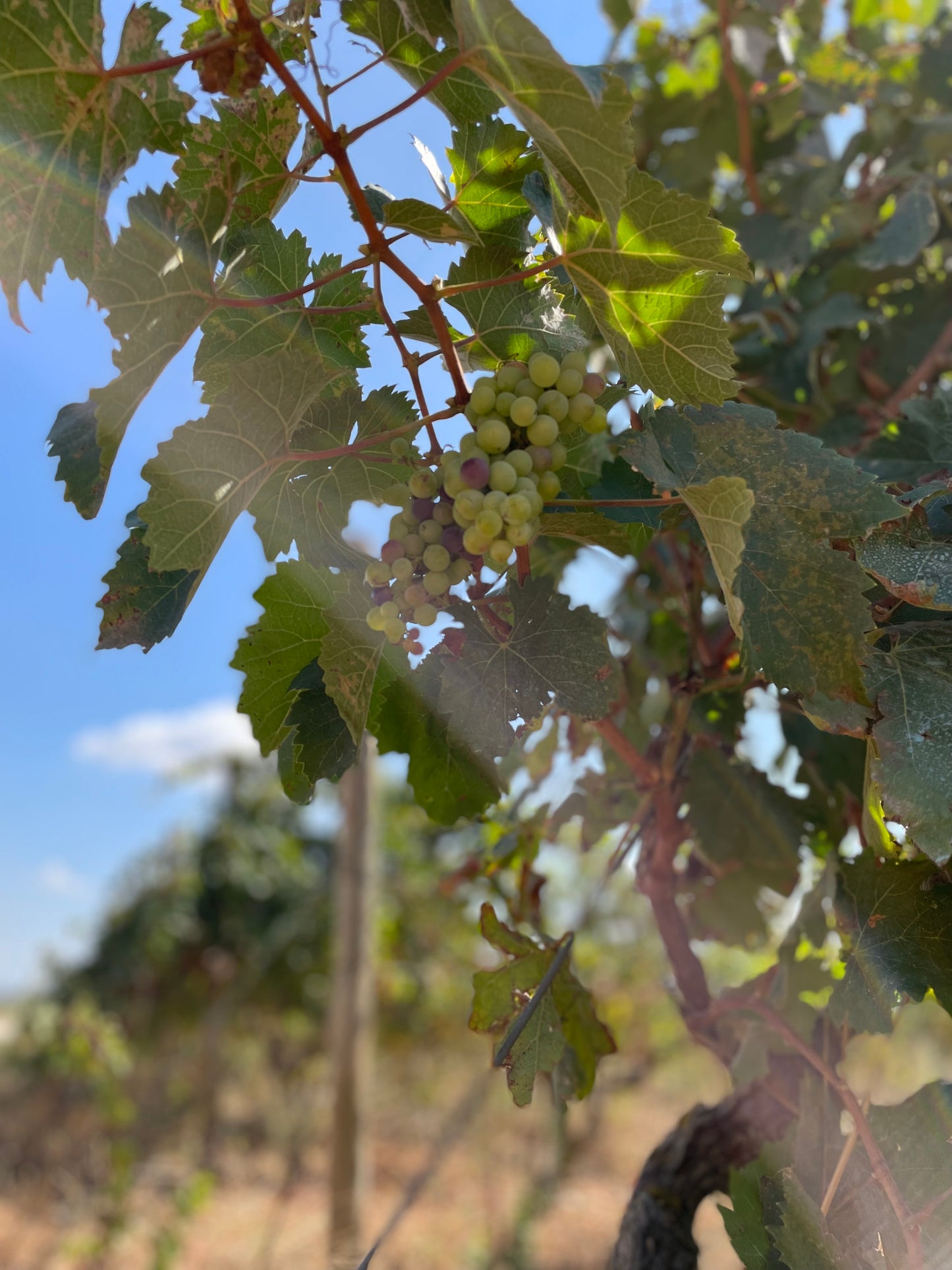 プリミティーヴォ、ブドウ、プーリア州