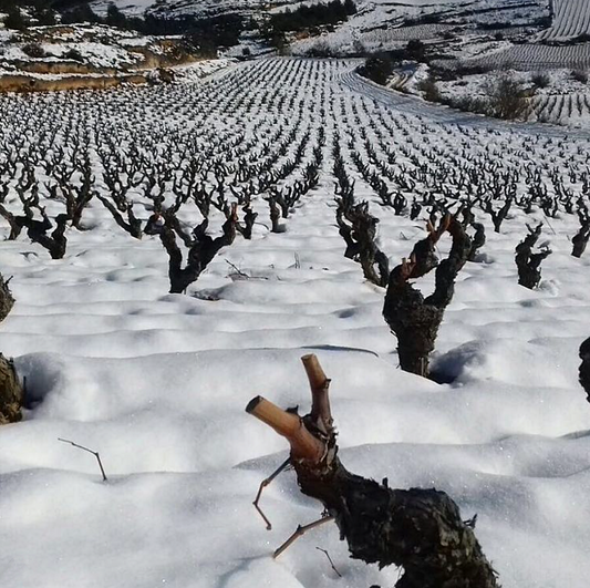 海底熟成ワイン、リオハ、テンプラニーリョ、雪