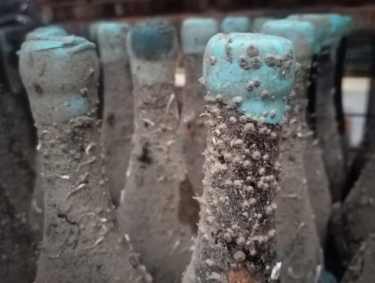 ボトルに残る海の痕跡 ― 貝殻や海藻が語る、海底熟成ワインの物語